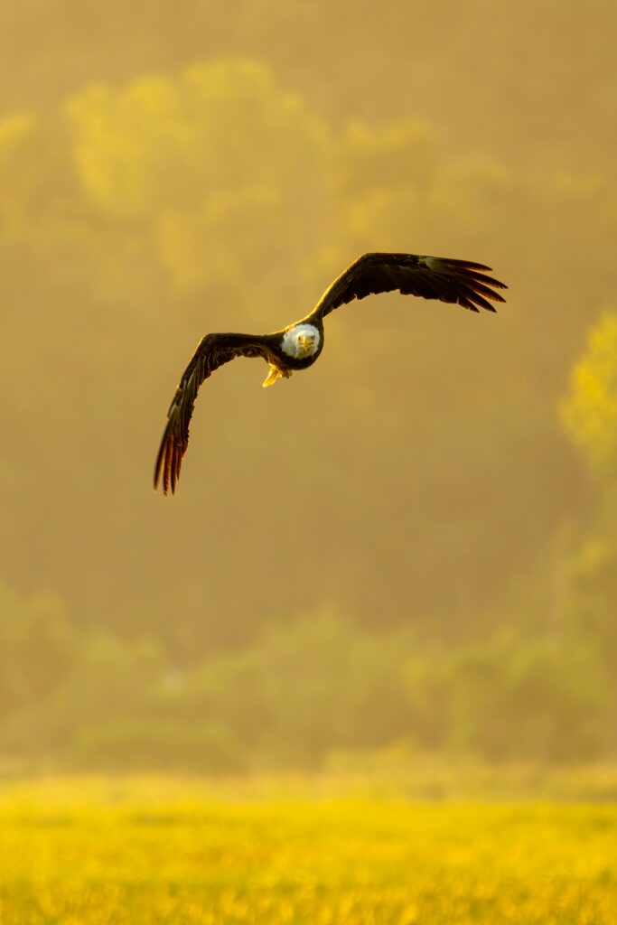 A majestic bald eagle flies over a sunlit field, captured during a summer day in Alma, Wisconsin.